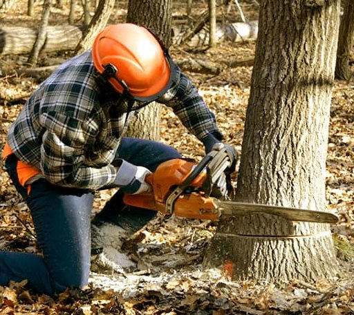 Tree Removal in Chesterfield, VA
